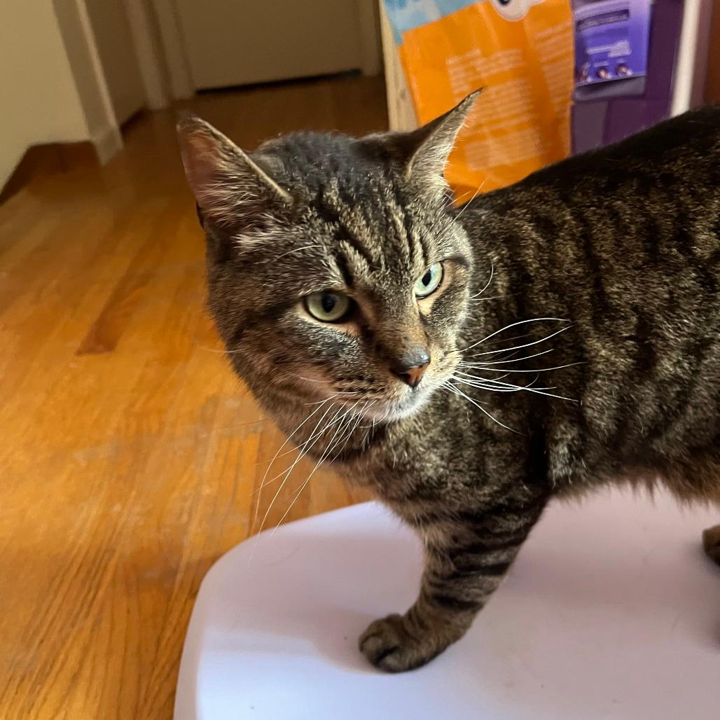 Tigger- In Foster