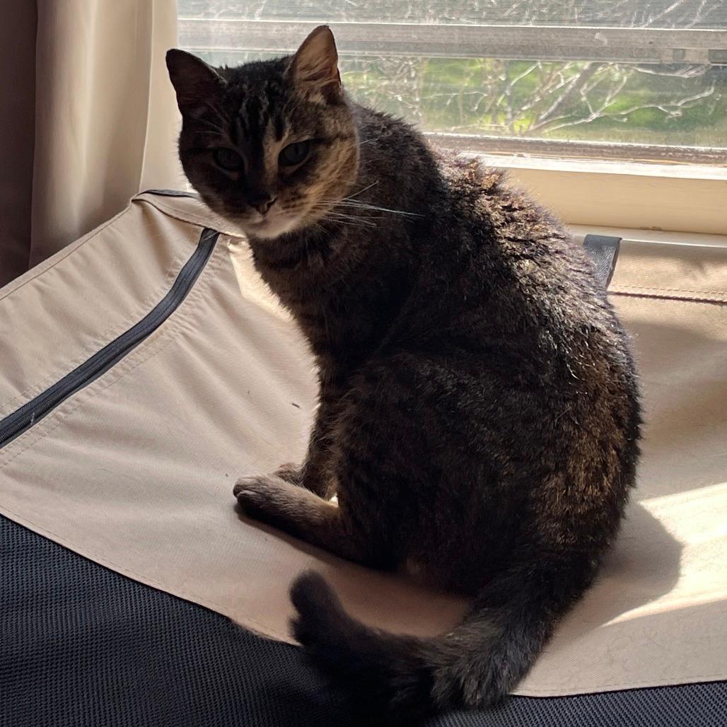 Tigger- In Foster