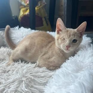 Nala