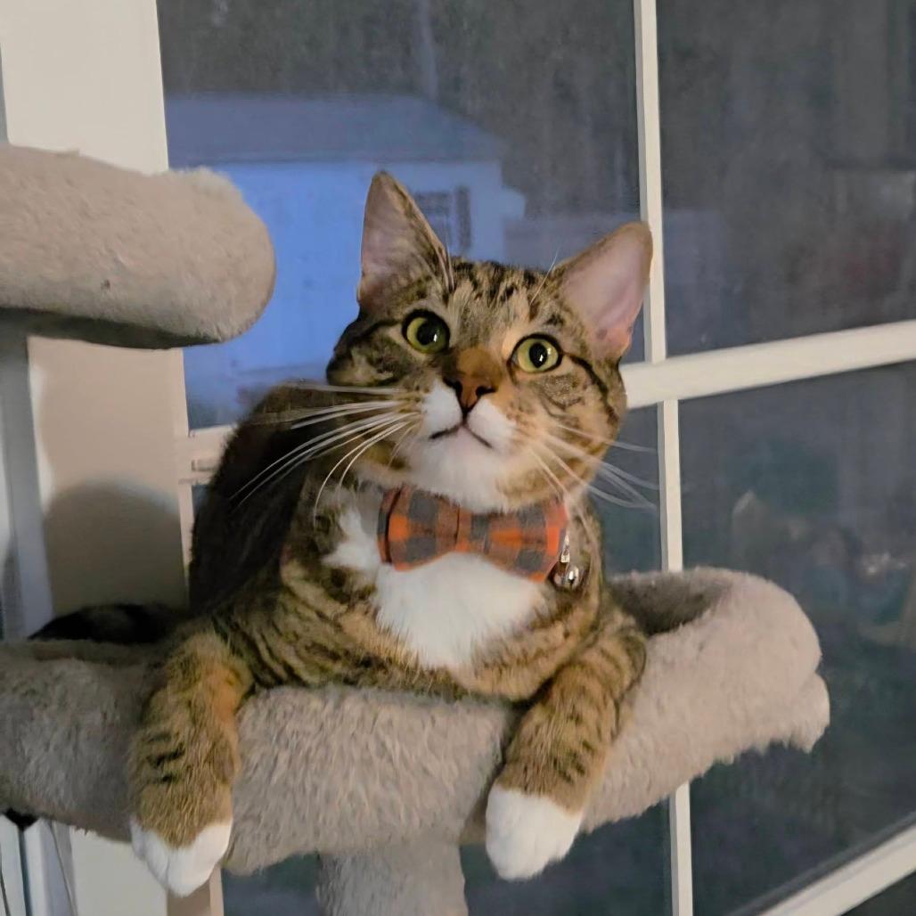 Sir Winston 