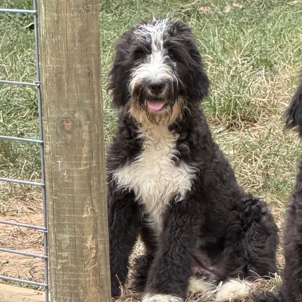 Lucy