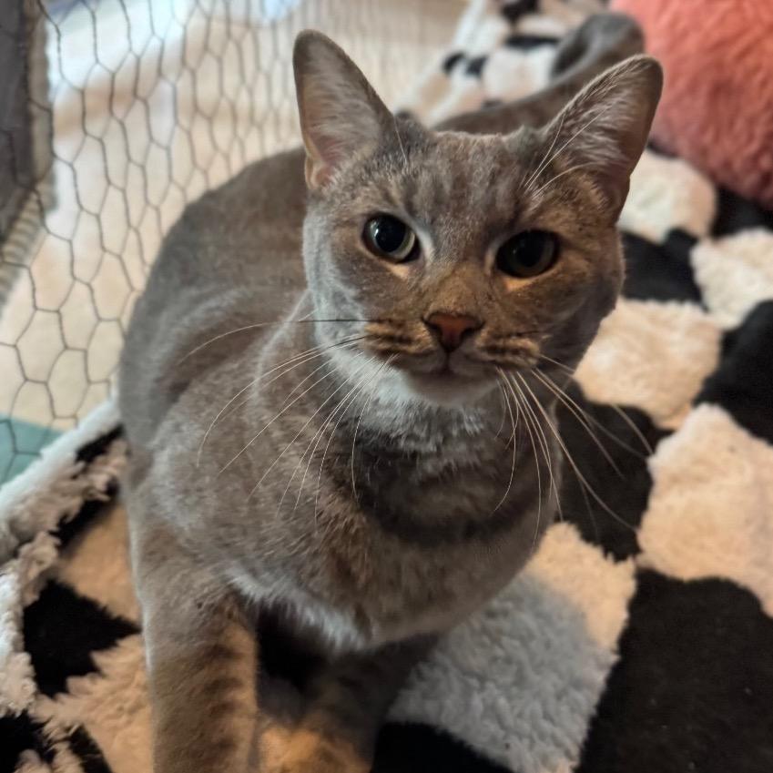 Bisque 