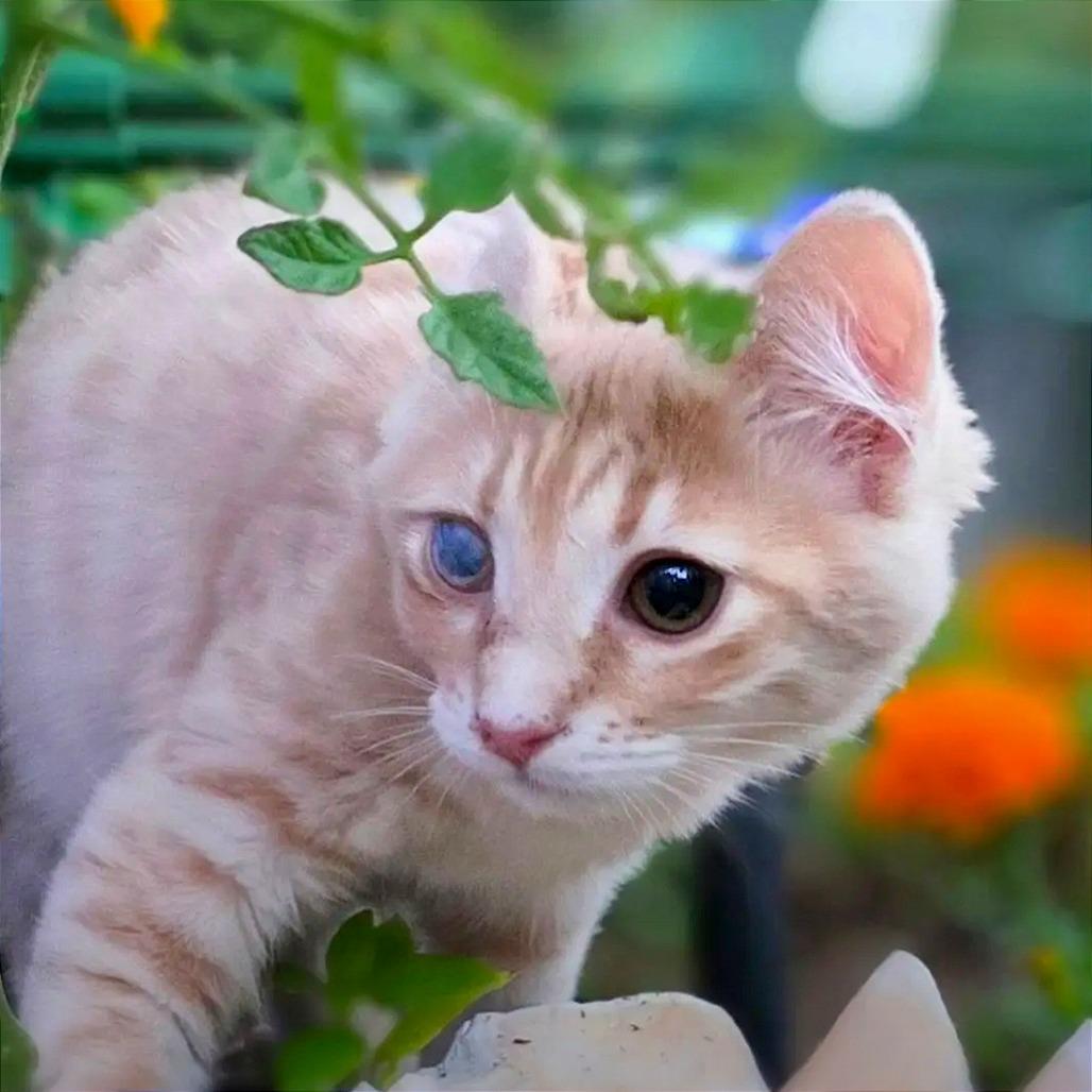 Buttercup