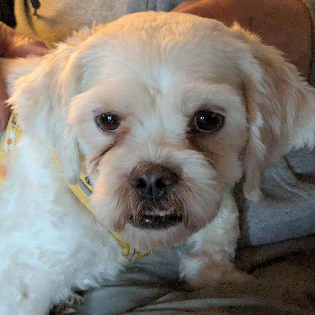 Cooper