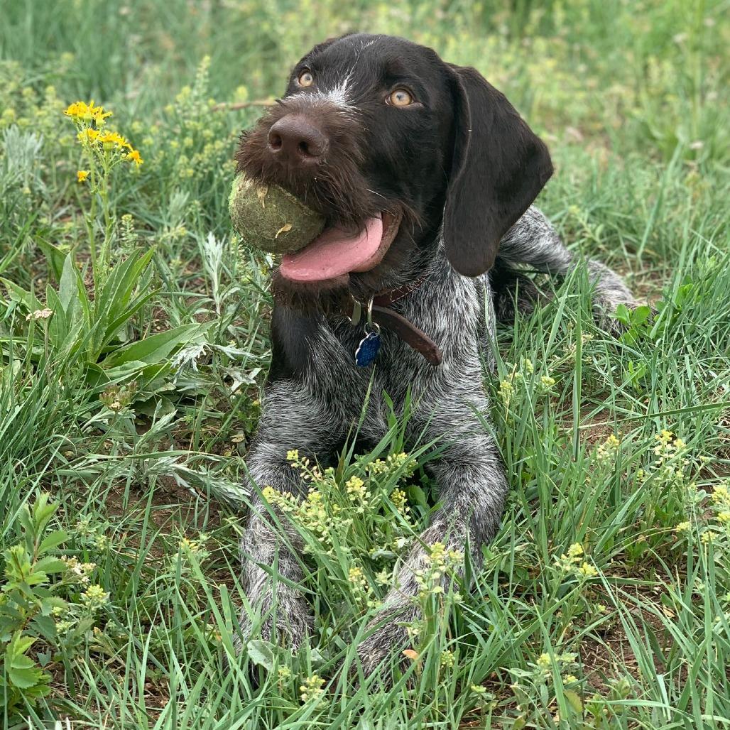 Gus (Charleston, South Carolina)