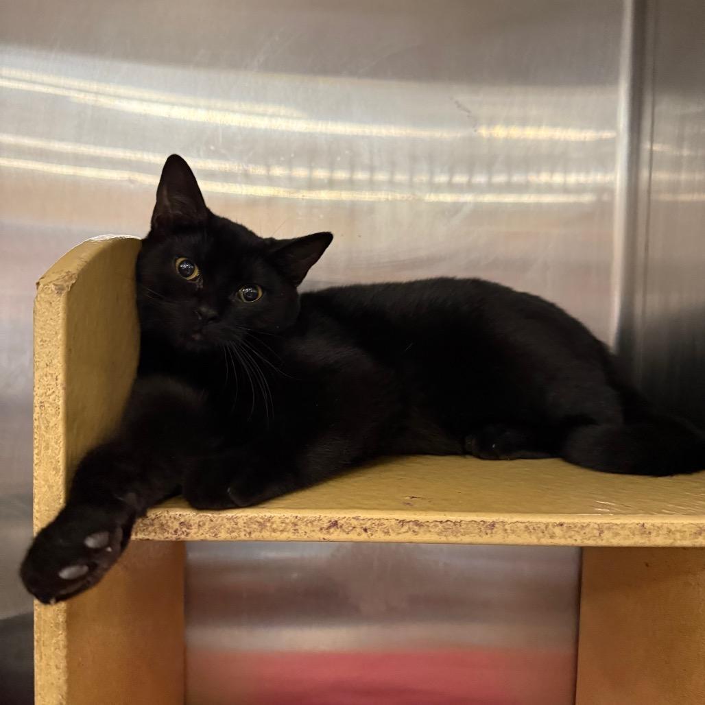 T’Challa
