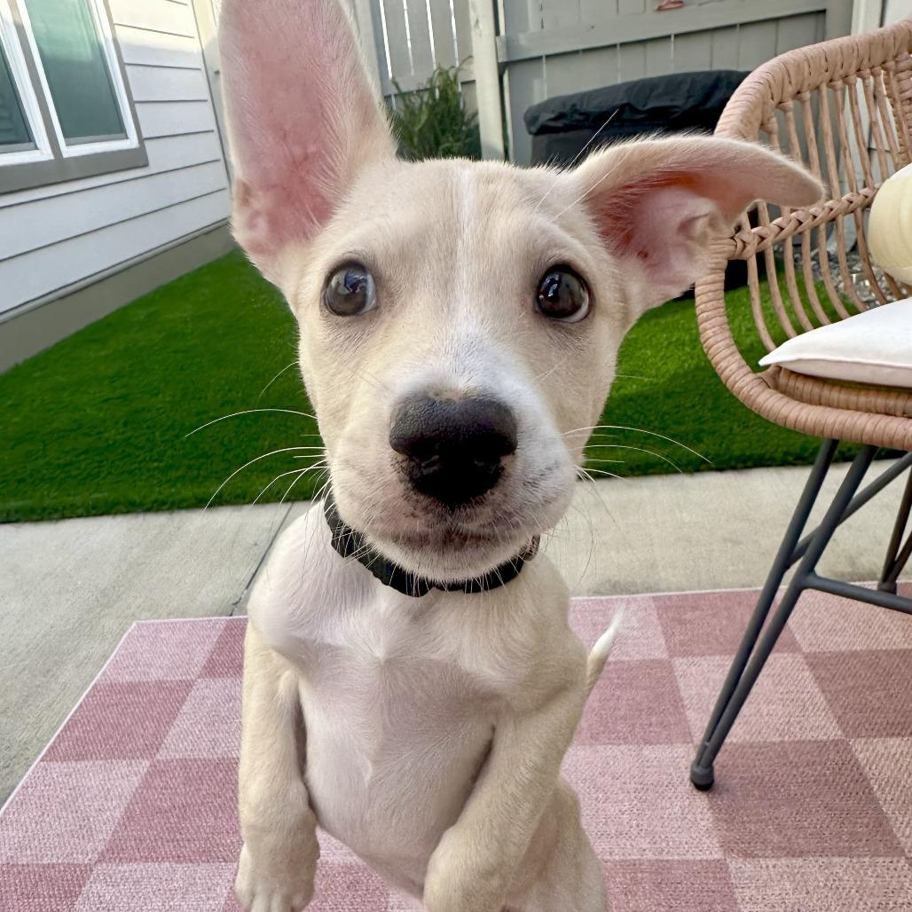 Bo