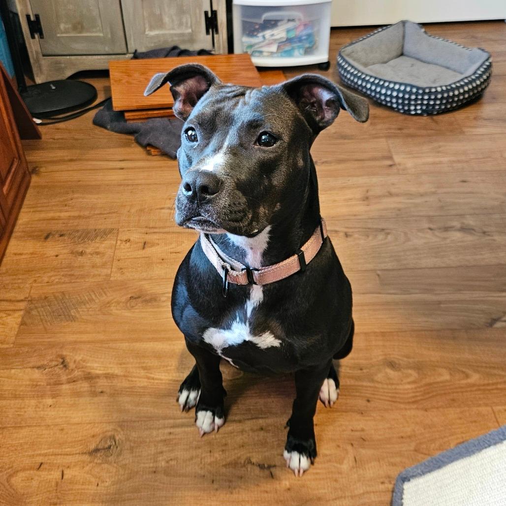 Chula