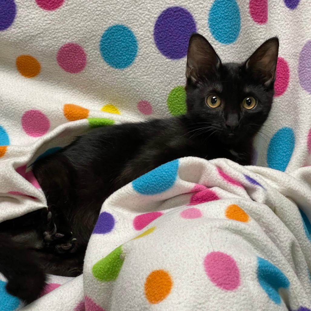 RAVEN (bonded w/Blackbird)