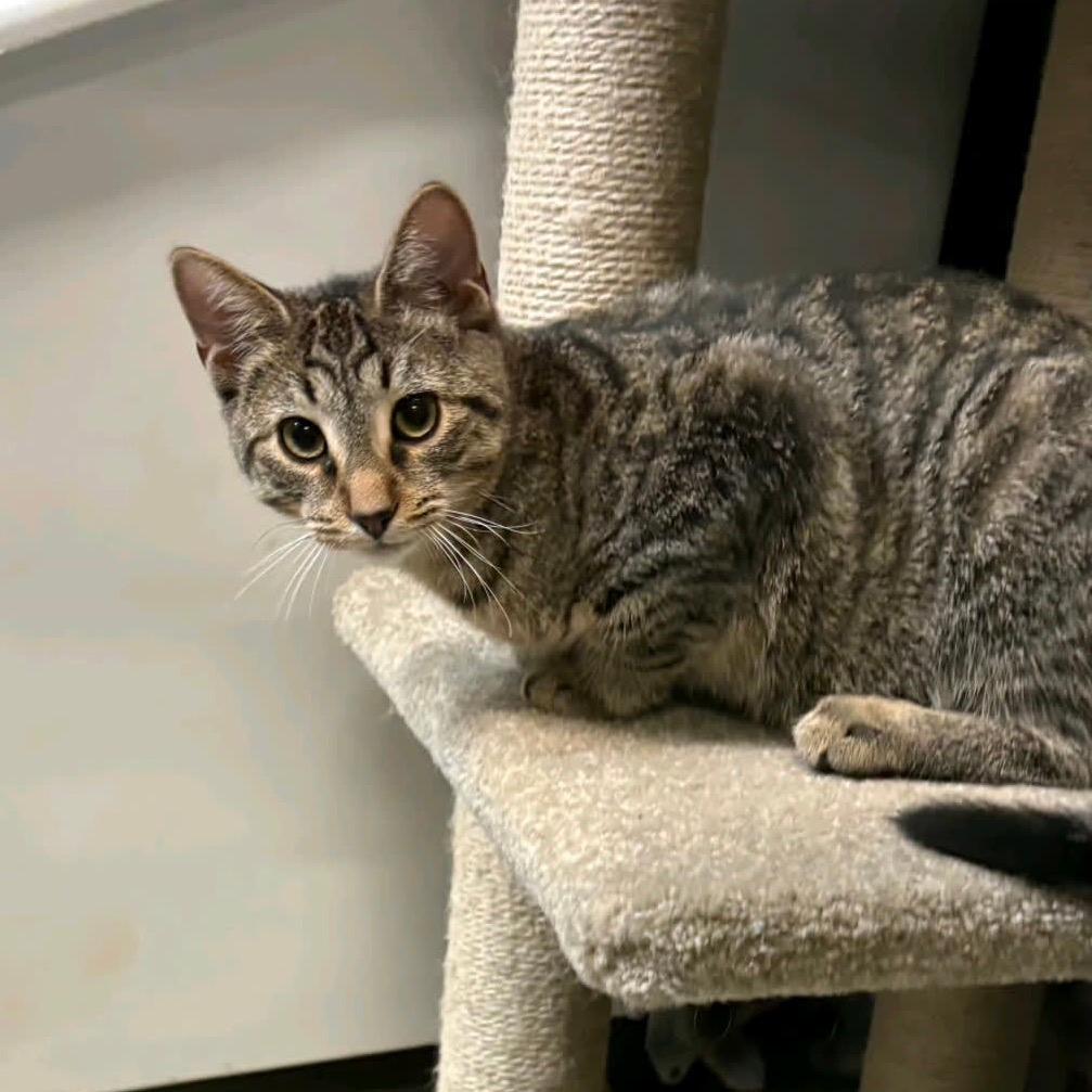 Lentil