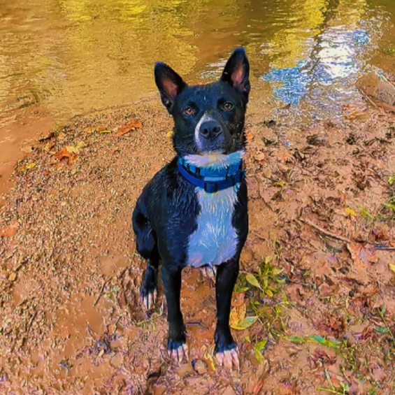 Diego
