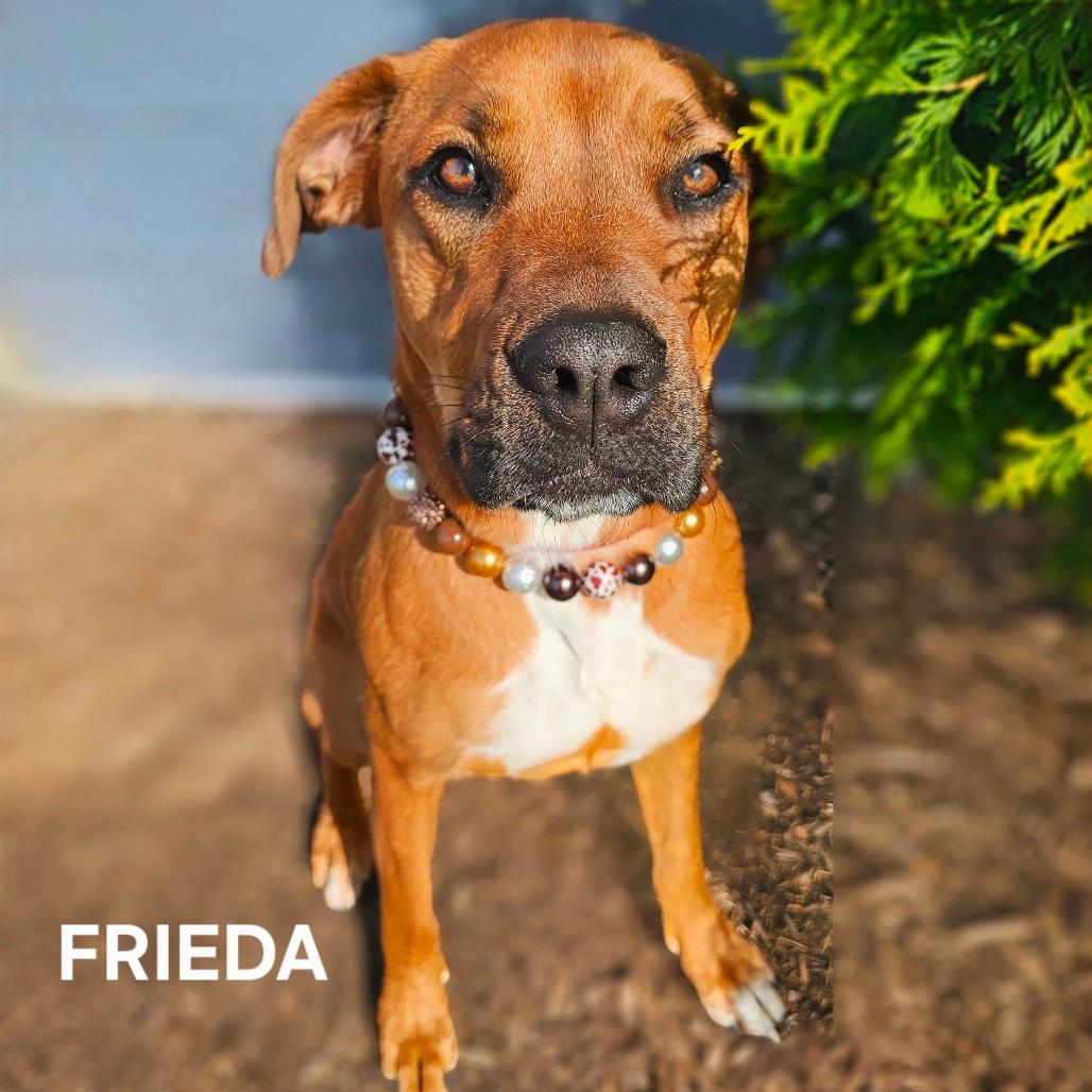 Frieda