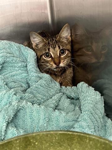 Adoptable Cats & Kittens in Waco, TX | Chewy.com