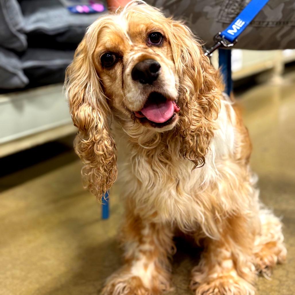 Milton - Adoption Pending