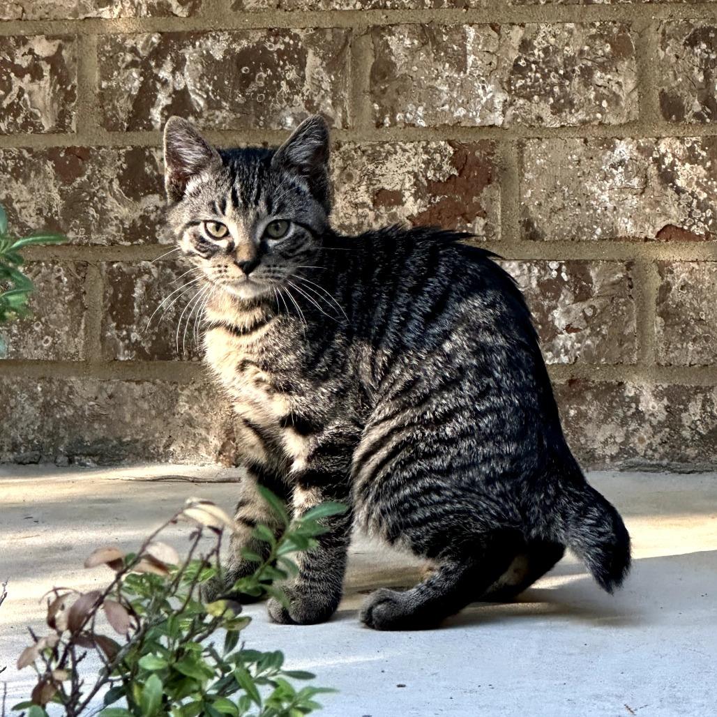 Astro