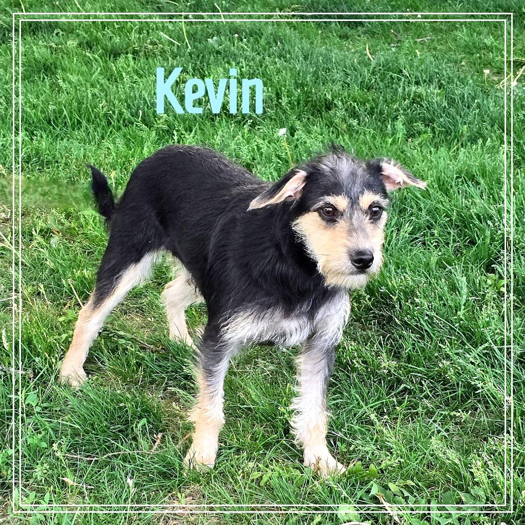 Kevin