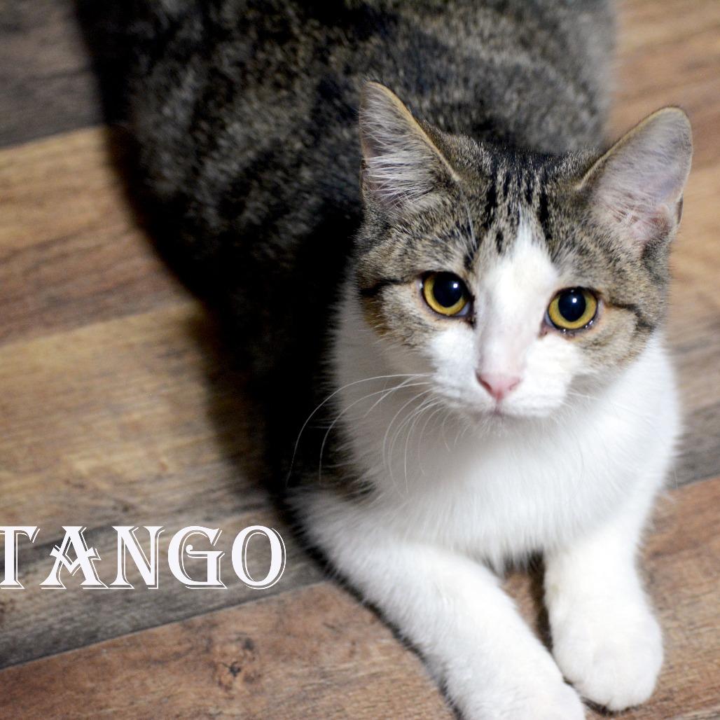 Tango