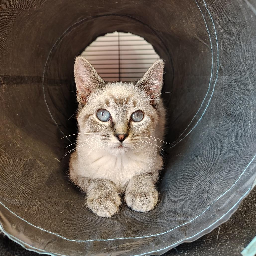 Tiny Tim