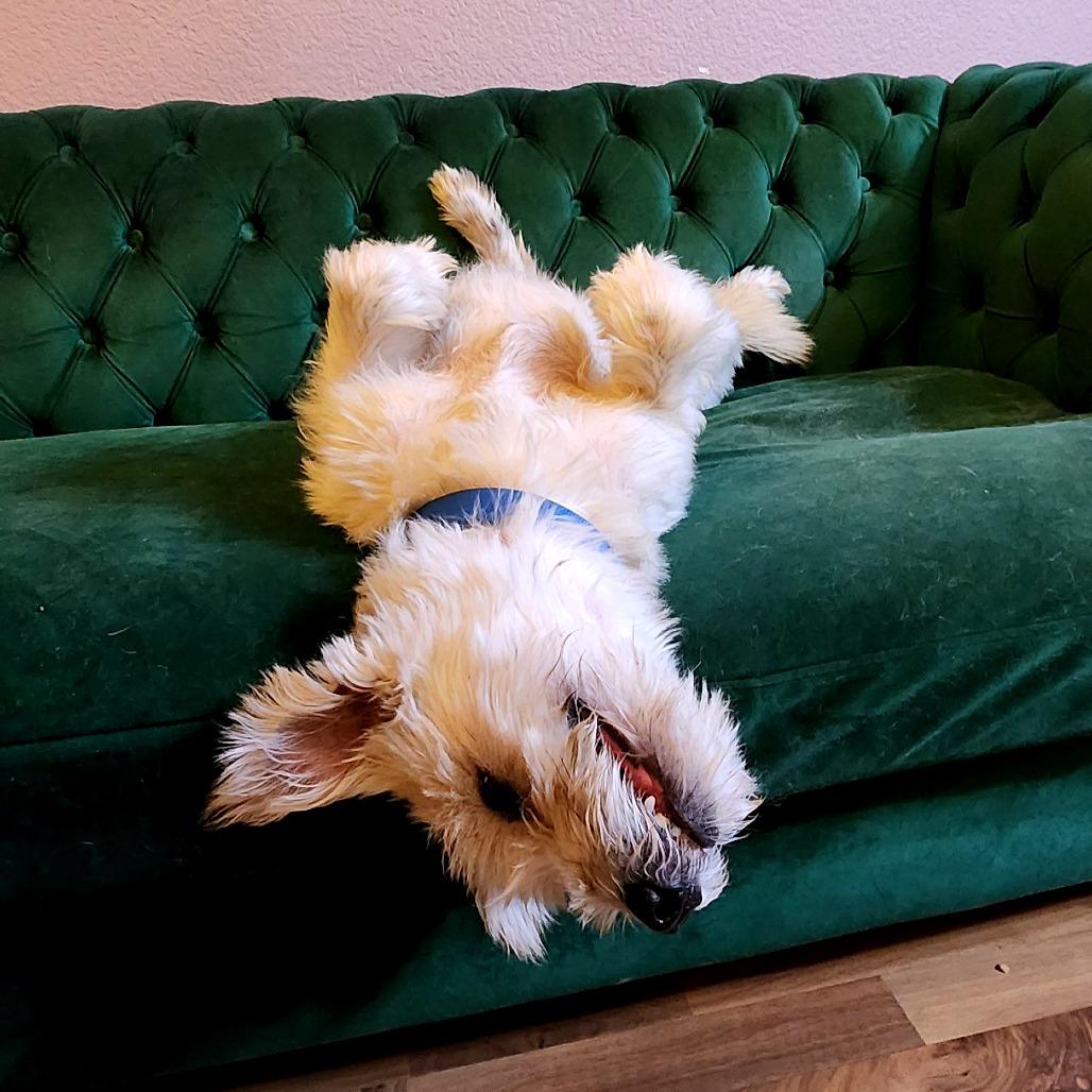 Scrappy