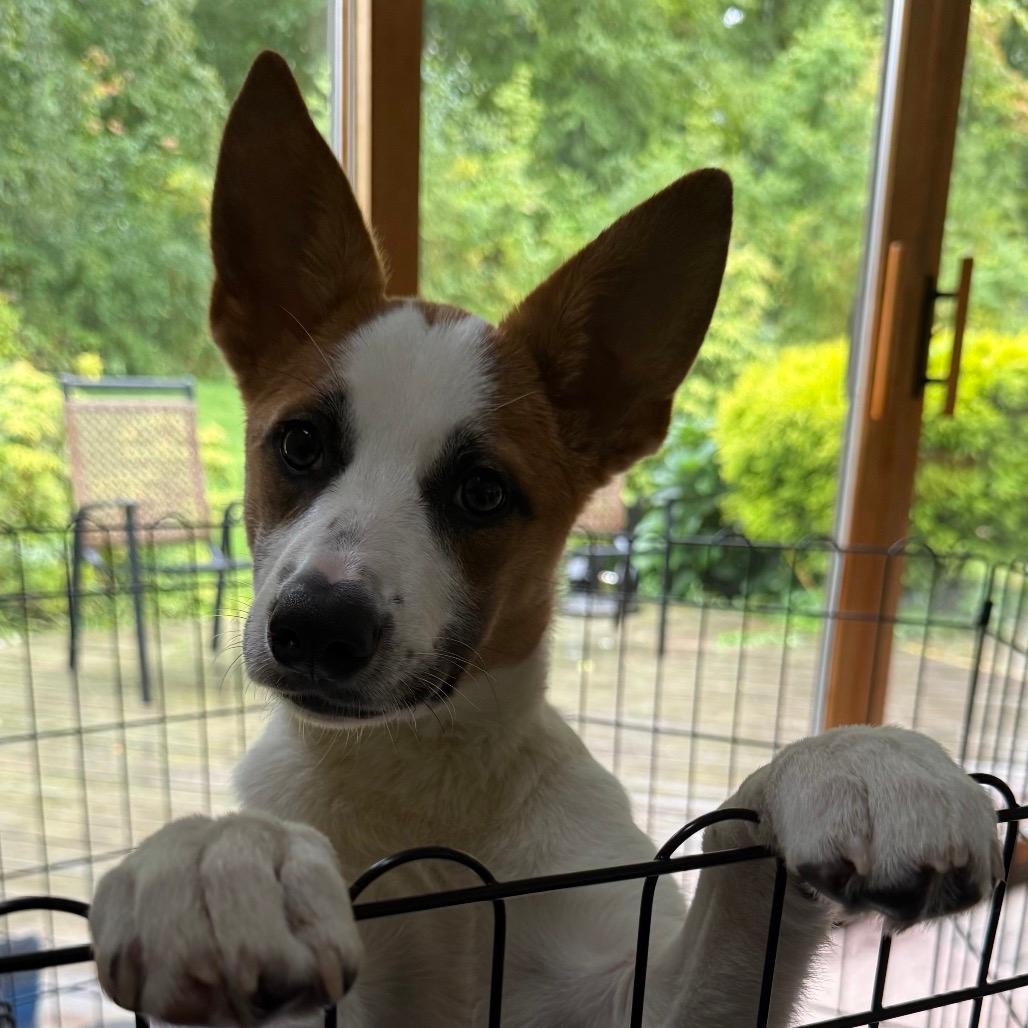 NY Argentina (Foster in Yorktown Heights) 