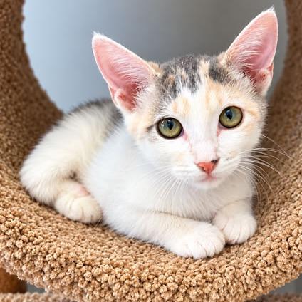 Kitty