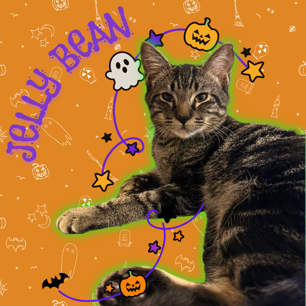 Jelly Bean