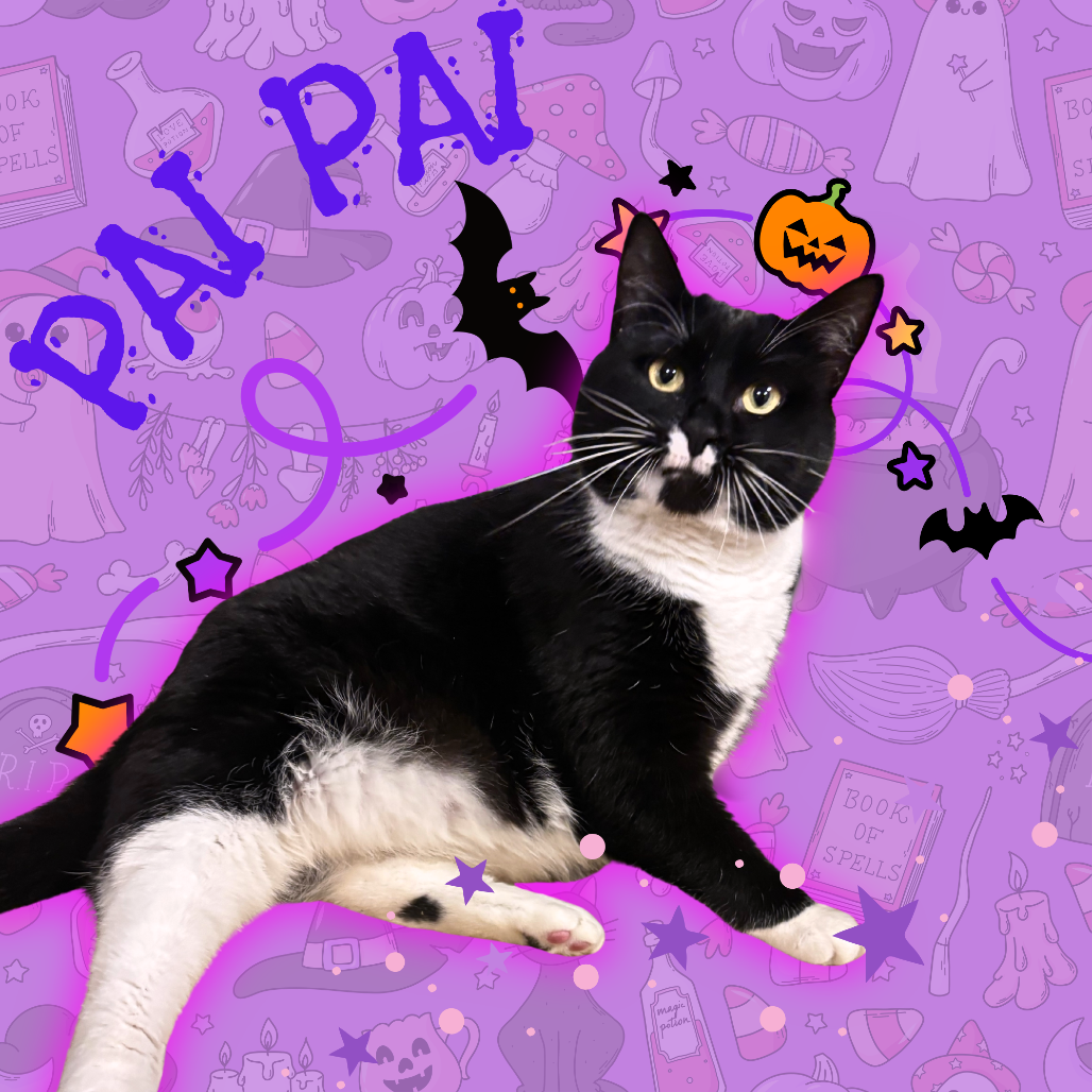Pai Pai