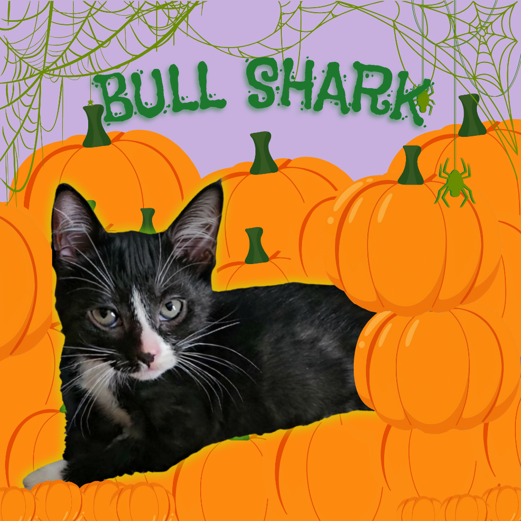 Bull Shark