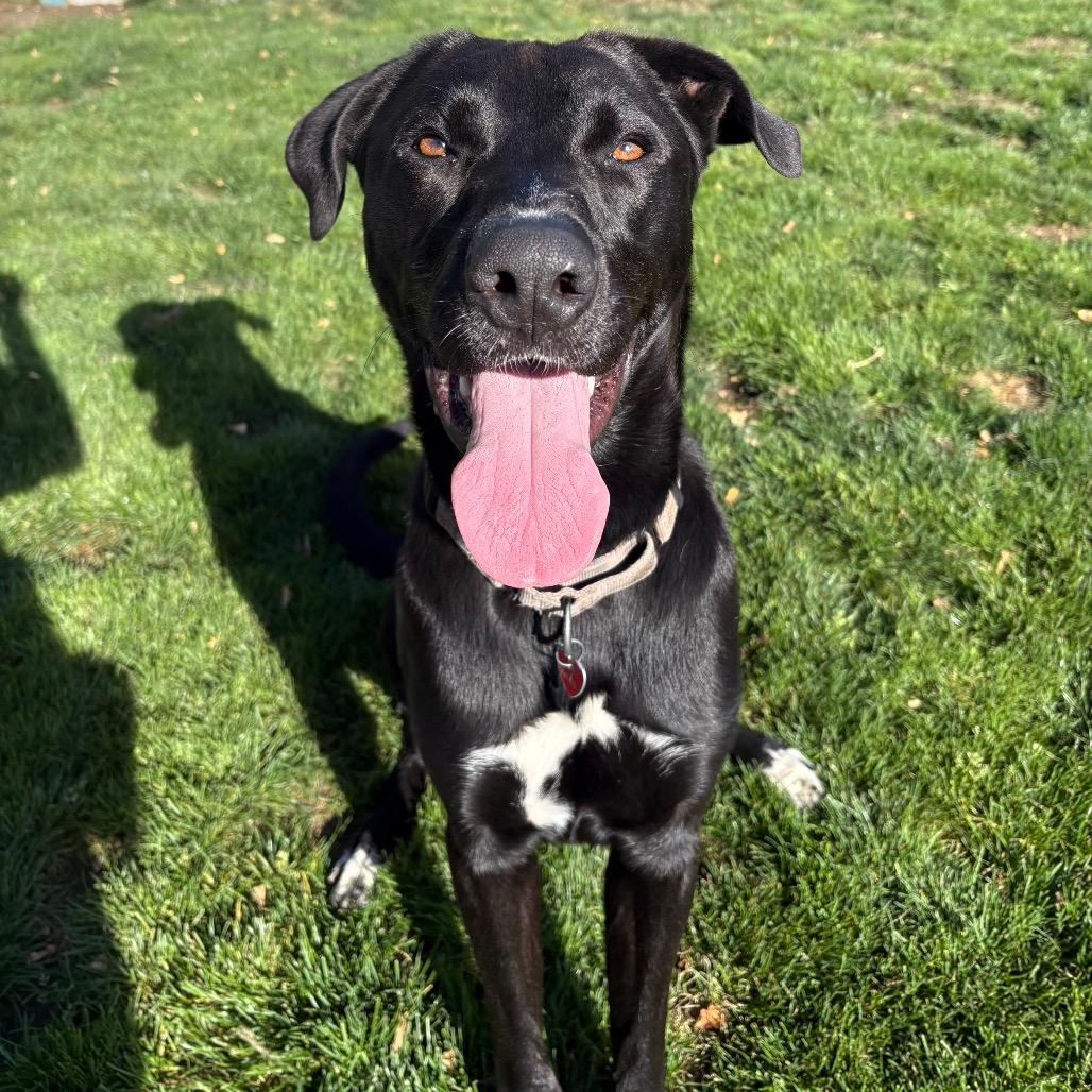 Koda