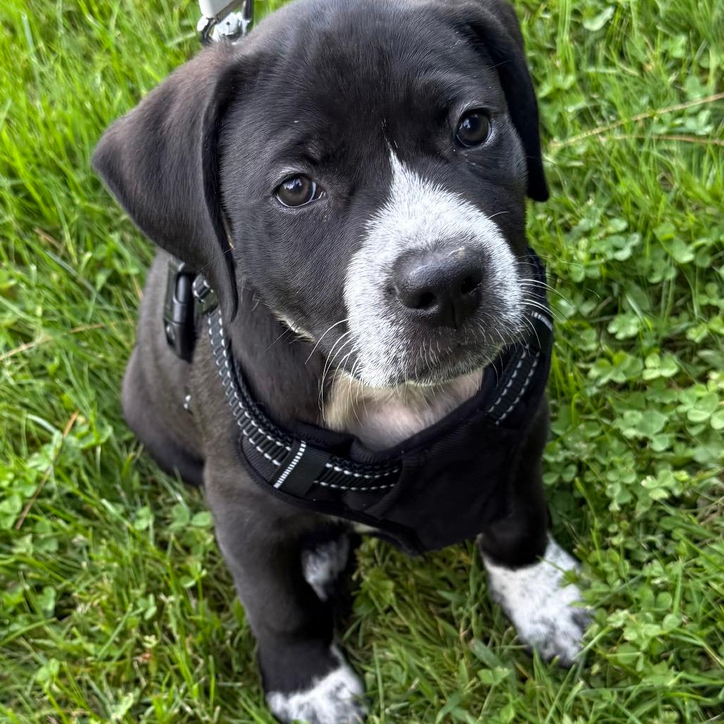 NY Coop (Foster in Stormville) 