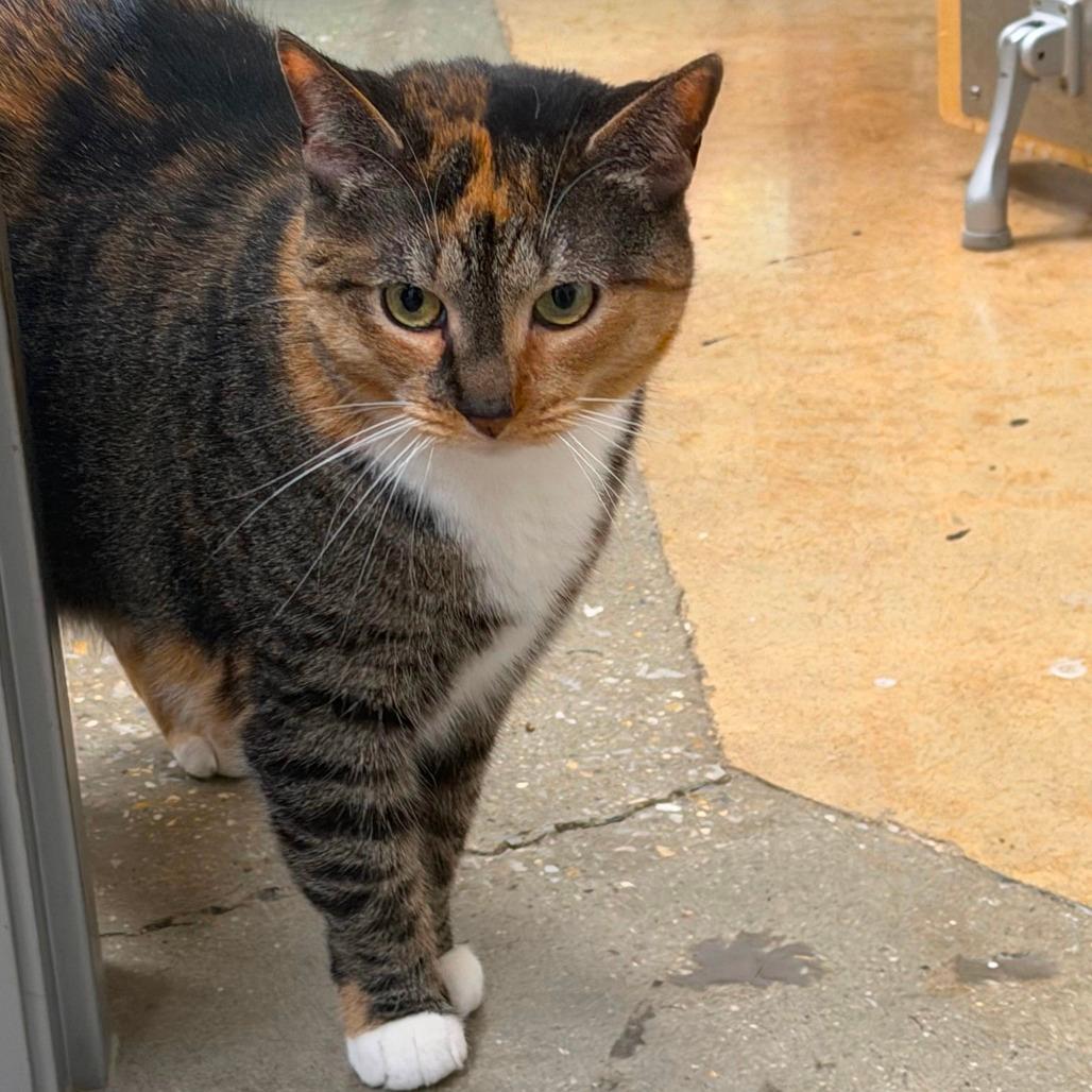 Kit-Kat