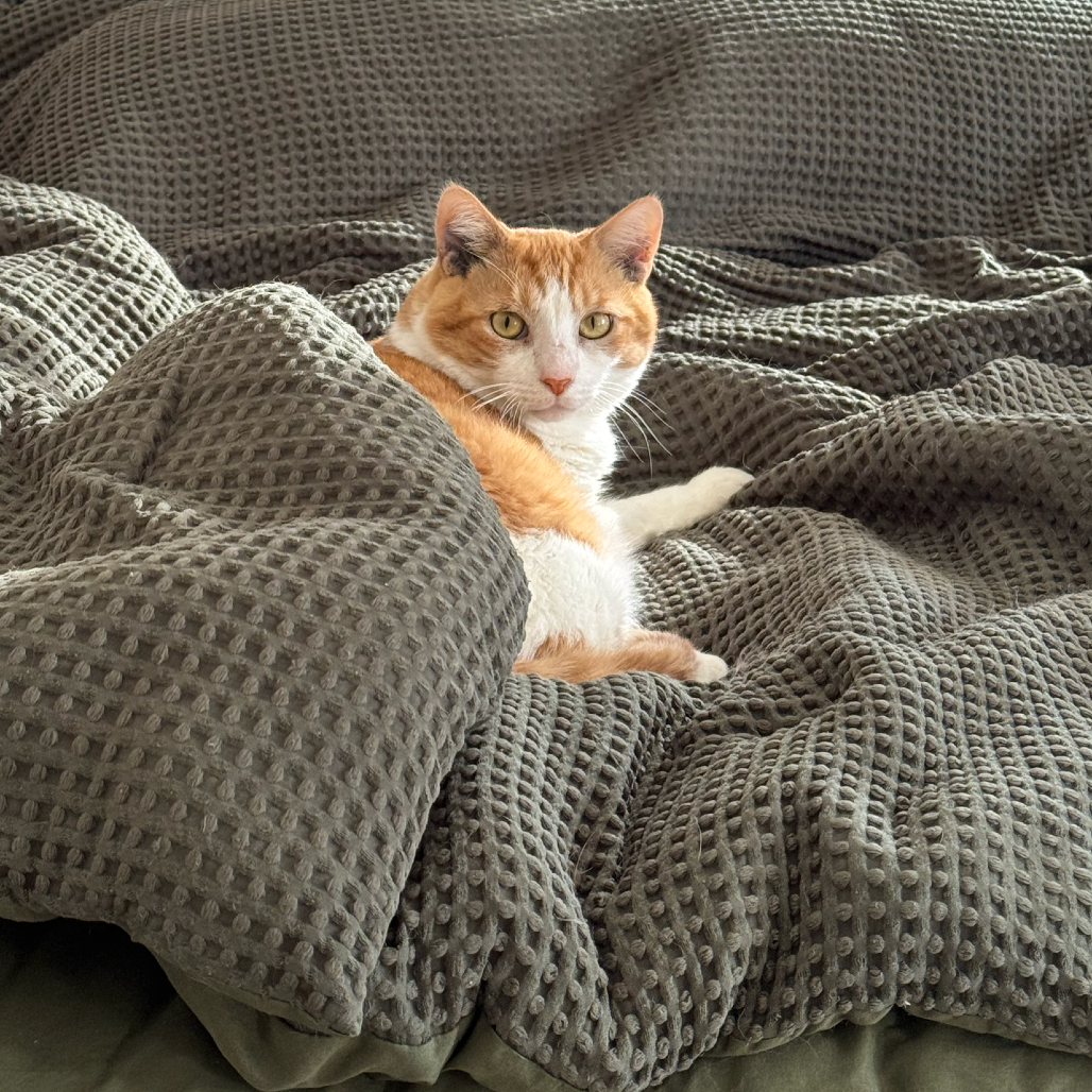 Simba