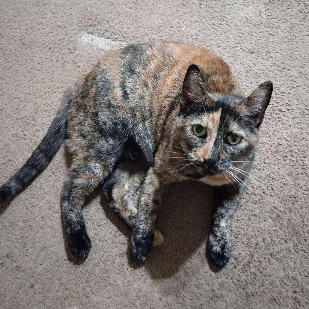 Paisley
