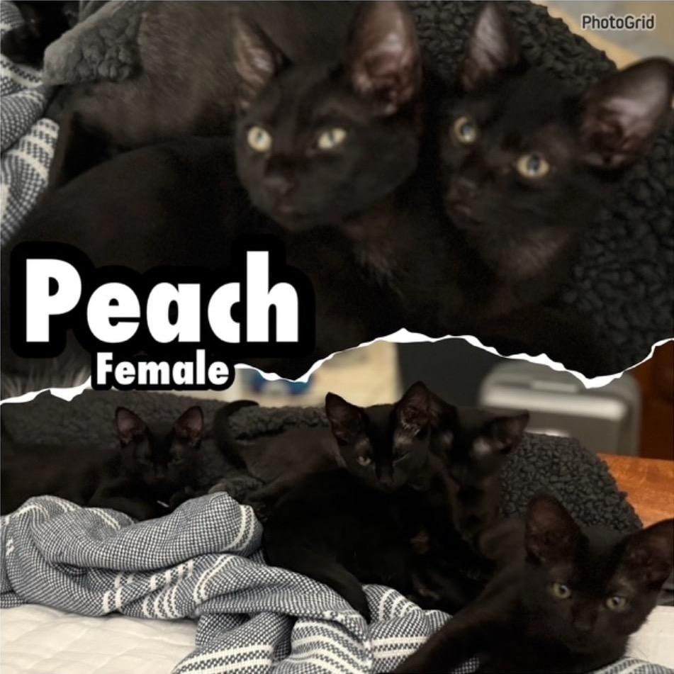Peach