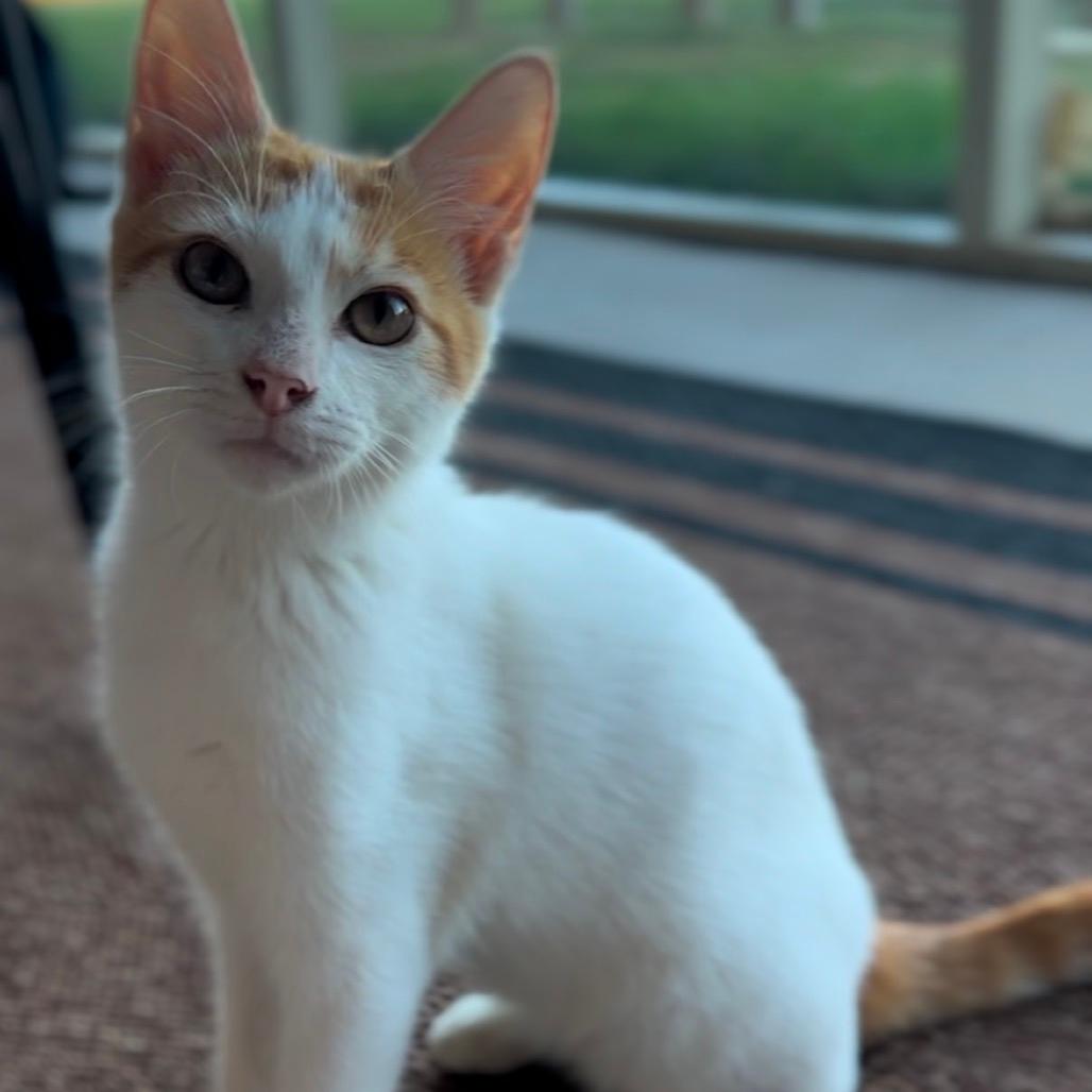 Legolas 
