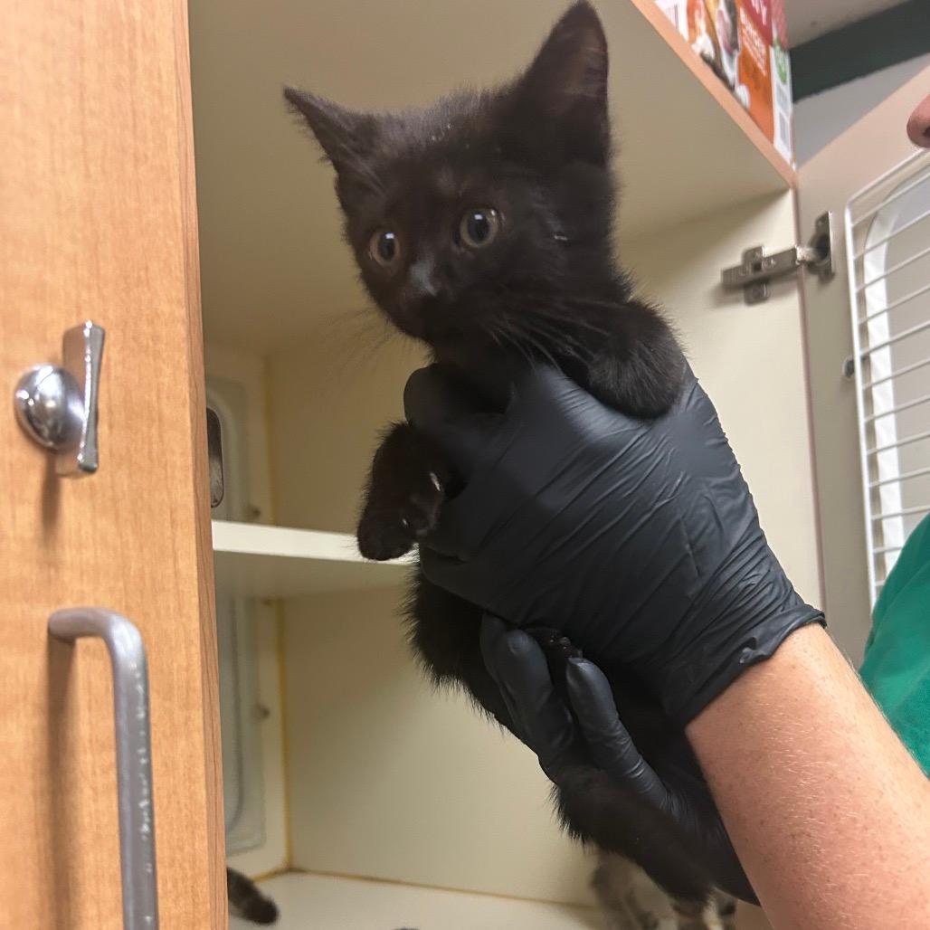 marmalade