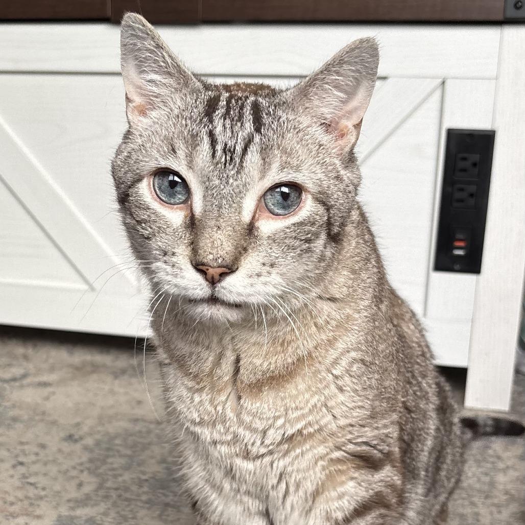 Oscar - IN FOSTER