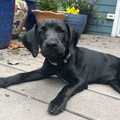 Eenie Stray