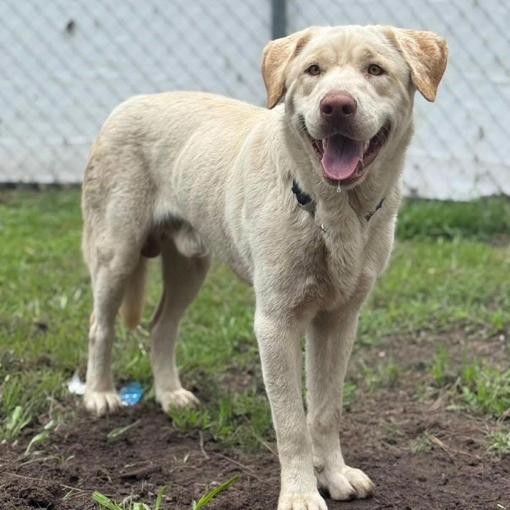 Queso Stray