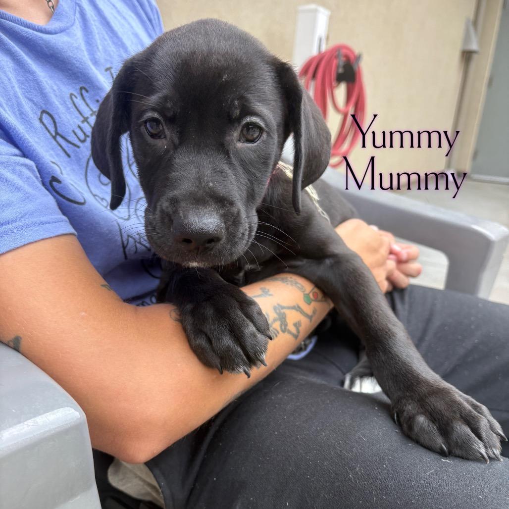 Yummy Mummy