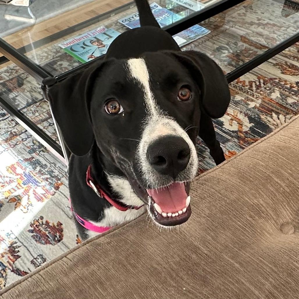 Ham