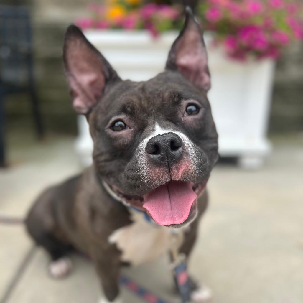 Amelia
