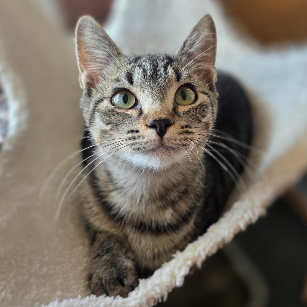 Tuna
