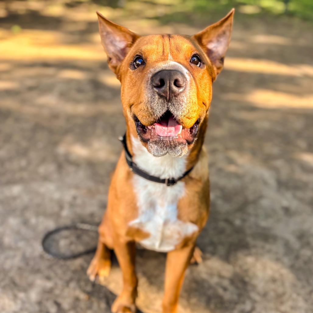 Scooby