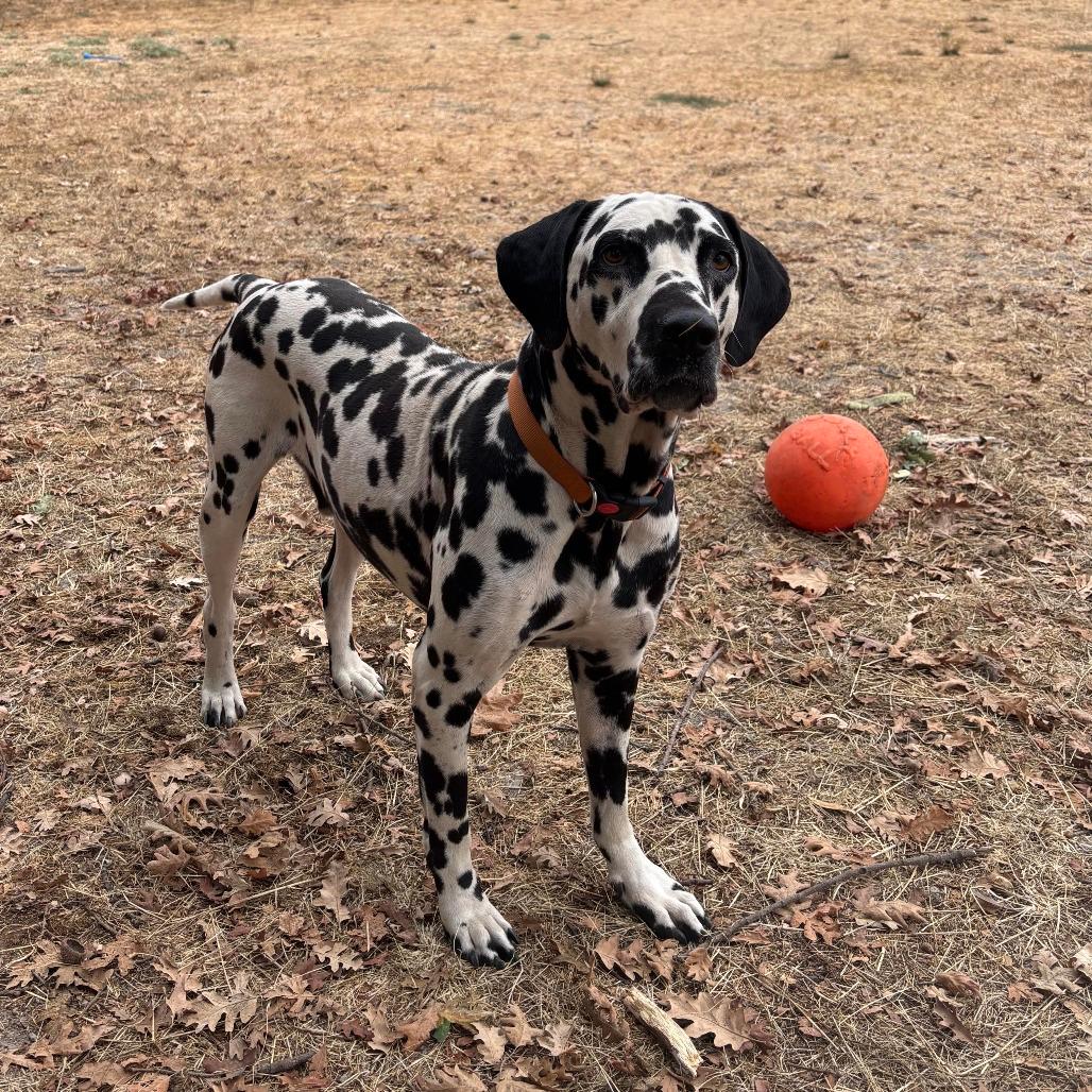 Domino