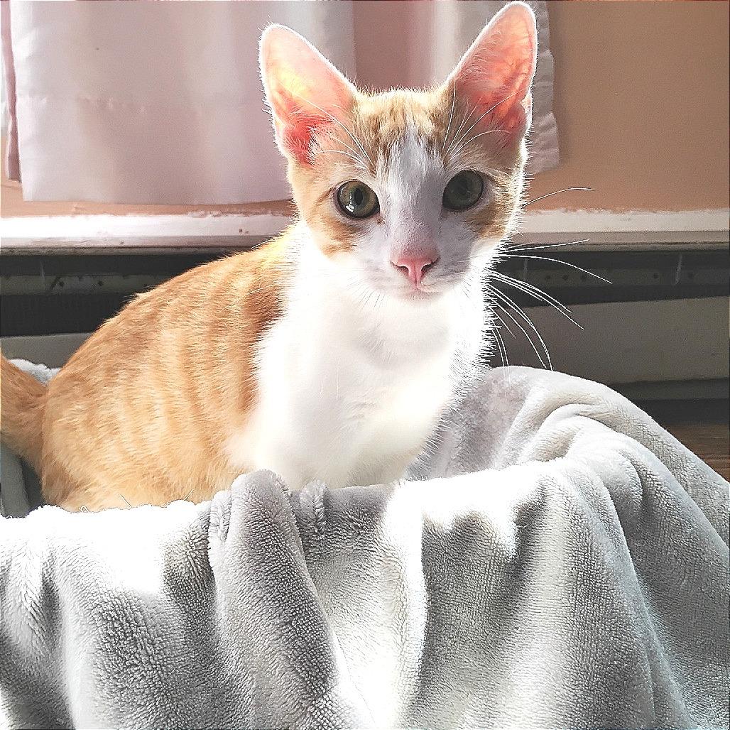 Cheddar