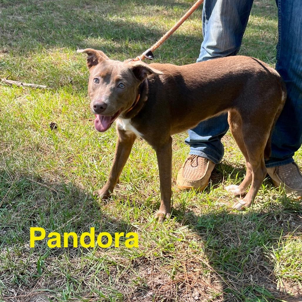 Pandora 
