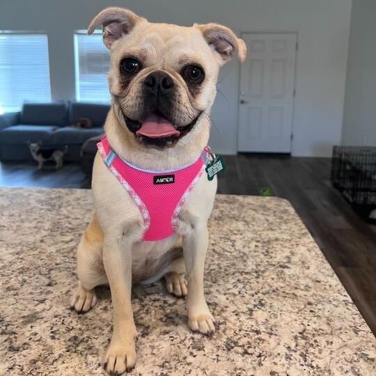 Poppy