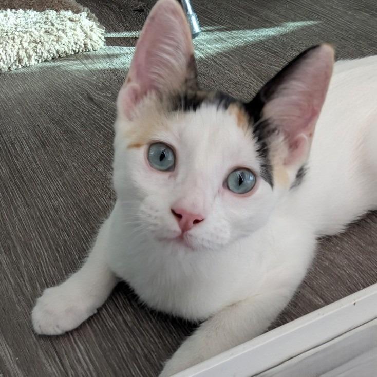 Willow