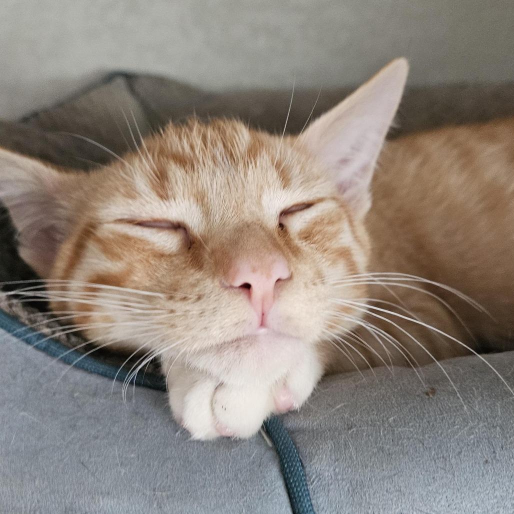 Stewie